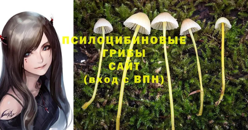 кракен маркетплейс  Боготол  Галлюциногенные грибы Magic Shrooms 